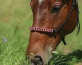 Braunes Pferd mit selbstgemachtem Halfter aus rot-weiß-schwarzem Seil, das auf einer grünen Wiese frisst.