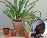 Mehrere kleine Aloe Vera Ableger in Terrakotta-Töpfen, bereit zum Einpflanzen. Ein großer Aloe Vera Topf und ein umgekippter Eimer mit Erde sind im Hintergrund.
