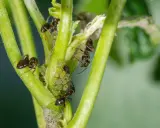 Des fourmis dans le jardin, une scène qui rappelle la recette de grand-mère pour un potager sain.