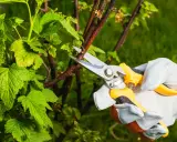 Gärtner schneidet mit einer Gartenschere einen Ast der Jostabeere.
