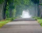 Droga przez aleję drzew, gdzie zielona 7-ka liści tworzy tunel. Mgła otula horyzont.