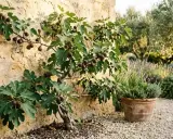Un figuier chargé de fruits mûrs, adossé à un mur de pierre. Le moment idéal pour savoir quand transplanter un figuier est souvent après la récolte.