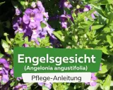 Die **Pflanze Engelsgesicht** (Angelonia angustifolia) mit ihren lila Blüten und grünen Blättern, daneben eine Pflegeanleitung.