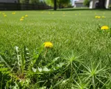 A lush green lawn in Iowa dotted with bright yellow dandelions, a common sight among iowa lawn weeds.