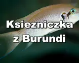 Jasnozłota ryba, księżniczka z Burundi, pływa w ciemnych wodach.