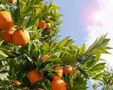 Oranger du Mexique en pot, ses fruits mûrs brillent sous le soleil.
