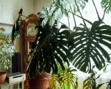 Duża, zielona monstera z charakterystycznymi liśćmi, w tle zegar stojący i obraz. Wskazówki, jak dbać o monsterę, by pięknie rosła.