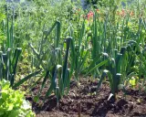 Un potager ensoleillé où l'on peut voir des rangées de poireaux prêts à être récoltés, avec de la laitue au premier plan.