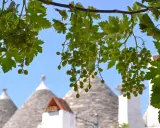 Grappoli d'uva verde pendono su trulli iconici, un'immagine che evoca i sapori e i paesaggi dei paesi da visitare in Puglia.