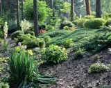 Zielony, skalny ogród z iglakami i juką. Wysoka skarpa w ogrodzie porośnięta roślinnością, tworzy naturalny krajobraz.