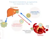 Podwyższony HDL: Kiedy "dobry cholesterol" nie jest idealny?