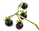 Grappe de petites tomates noires, ressemblant à des baies, sur une tige verte. On dirait une tomate chien, mais attention, elle est toxique !