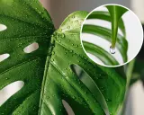 Kiedy monstera płacze, krople rosy lśnią na jej liściach. W zbliżeniu widać, jak jedna łza spływa z końca liścia.
