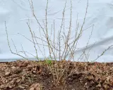 Ein stacheliger Strauch, bereit für das Stachelbeeren schneiden. Kleine Knospen zeigen den nahenden Frühling.