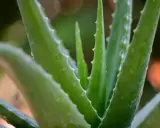 Zielone, soczyste liście aloesu z drobnymi kolcami po bokach. Woda na liściach sugeruje, jak rozpoznać aloes leczniczy po jego świeżości.