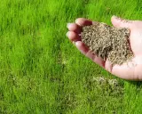 A hand holds grass seed over a lush green lawn, illustrating how to plant grass seed for a beautiful yard.