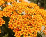 Gros plan sur des fleurs de kalanchoé orange vif, parfaites pour un entretien facile. Leurs petites fleurs en étoile apportent une touche de couleur éclatante.