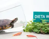 Co jedzą żółwie? Dieta lądowych i wodnych klucz do zdrowia