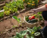 Panier de légumes frais, idéal pour savoir quoi planter en juillet. Tomates, concombres, poivrons, ail et céleri.