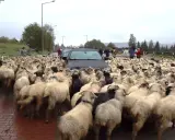 Wielki **redyk** owiec blokuje drogę, zmuszając kierowców do czekania. Pasterze kierują stado, a samochody stoją w deszczu.