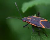 An orange bug with black spots, its wings patterned with orange lines, rests on a green leaf.