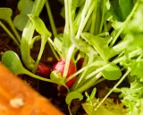 Un radis rouge commence à apparaître sous les feuilles vertes. Le moment idéal pour savoir quand cueillir radis est proche.
