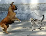 Un boxer si alza sulle zampe posteriori, pronto a combatti o fuggi, mentre un gatto tigrato sibilante si prepara a difendersi.
