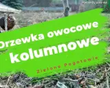 Cięcie drzew kolumnowych: Sekrety obfitych plonów i zdrowia
