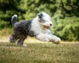 Un bobtail chien, tout en poils, court à toute vitesse dans l'herbe, la langue pendante, le bonheur à l'état pur.