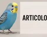 Una cocorita blu e gialla accanto a un foglio con la scritta "ARTICOLO". Potrebbe trattarsi di un articolo sull'accoppiamento cocorite consanguinei.