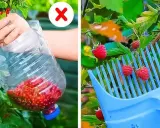 Sekrety bujnych kwiatów: Domowe triki, które odmienią Twój ogród!