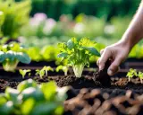 Main verte, une main ajoute de la terre autour d'un jeune plant. C'est le début de la culture, une étape clé pour savoir comment semer la mâche.