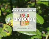 Ratunek dla roślin! Limocide zwalcza choroby i szkodniki, przywracając im zdrowy wygląd.