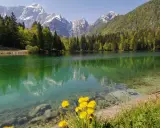 Lago alpino con riflessi di montagne innevate e boschi verdi, fiori gialli in primo piano. Un angolo di paradiso in montagna Friuli Venezia Giulia.