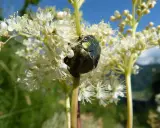 Un scarabée vert métallique se repose sur une fleur de reine des prés.