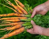 Mains tenant une botte de carottes fraîchement cueillies, la terre encore sur leurs racines. La récolte carotte est une belle récompense.