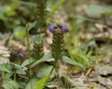Kleine braune Blütenköpfe mit lila Akzenten, die auf die kleine Braunelle und ihre Heilwirkung hinweisen.