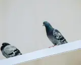 Dos palomas posadas en una cornisa blanca. Quizás busques cómo ahuyentar tortolas para que no se posen aquí.