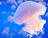Una medusa bianca puntinata galleggia in un blu profondo, circondata da altre della sua famiglia.
