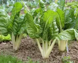 Plantes de blettes aux larges feuilles vertes, bien établies dans un potager. La culture des blettes prospère dans ce sol fertile.