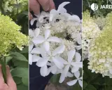 Detalle de racimos de hortensias blancas, algunas aún verdes, otras en plena floración, mostrando su delicada belleza.