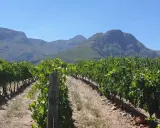 Reife Chenin Blanc Trauben unter blauem Himmel, bereit für die Weinlese. Der Geschmack verspricht Frische und Fruchtigkeit.