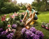 Une femme plante des fleurs dans un jardin luxuriant. Une belle idée parterre de fleurs avec des lys roses et des campanules violettes.