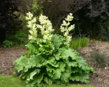 Gros plan sur une plante de rhubarbe avec de grandes feuilles vertes et des panicules de fleur de rhubarbe blanches et aériennes.