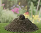 Kret wychodzi z kopca ziemi na tle kwitnącego ogrodu.