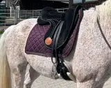 Ein geschecktes Pferd mit einem schwarzen Sattel und einer lila Schabracke. Tolle Signum Sattel Erfahrungen sind hier zu sehen.