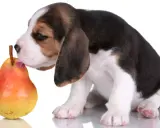 Uroczy szczeniak beagle próbuje gruszki, zastanawiając się, czy pies może jeść gruszkę.