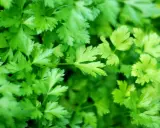 A lush, vibrant bed of freshly growing parsley, its frilly green leaves reaching towards the light.