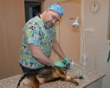 Weterynarz bada psa po odrobaczeniu. Pies leży na stole, weterynarz w koszulce z psami delikatnie otwiera mu pysk.