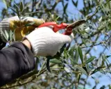 Gants blancs et rouges pour la taille d'un olivier. Les branches feuillues se détachent sous le ciel bleu.